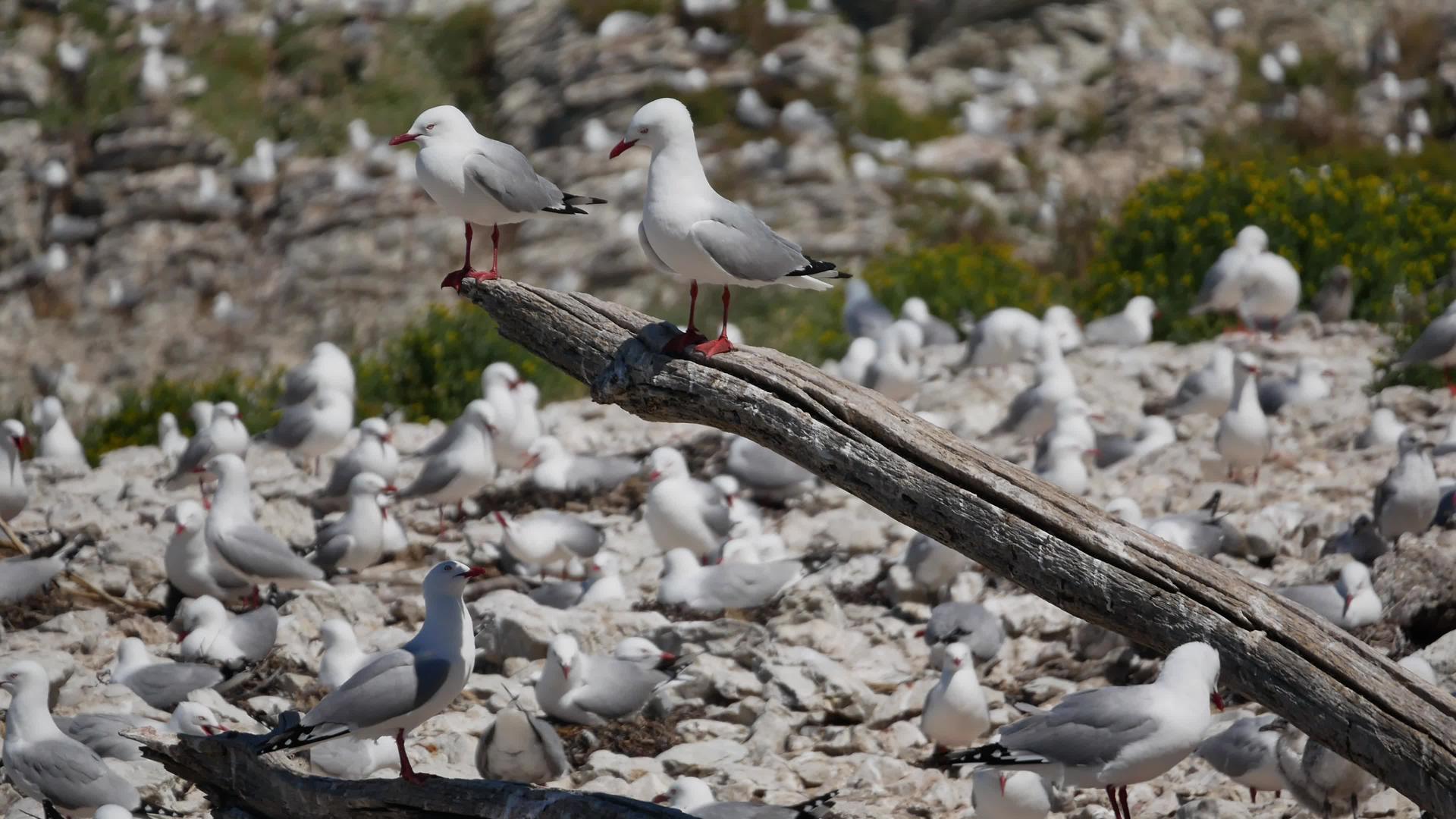 坐在南岛的海鸥Kaikoura海滩木块上视频的预览图