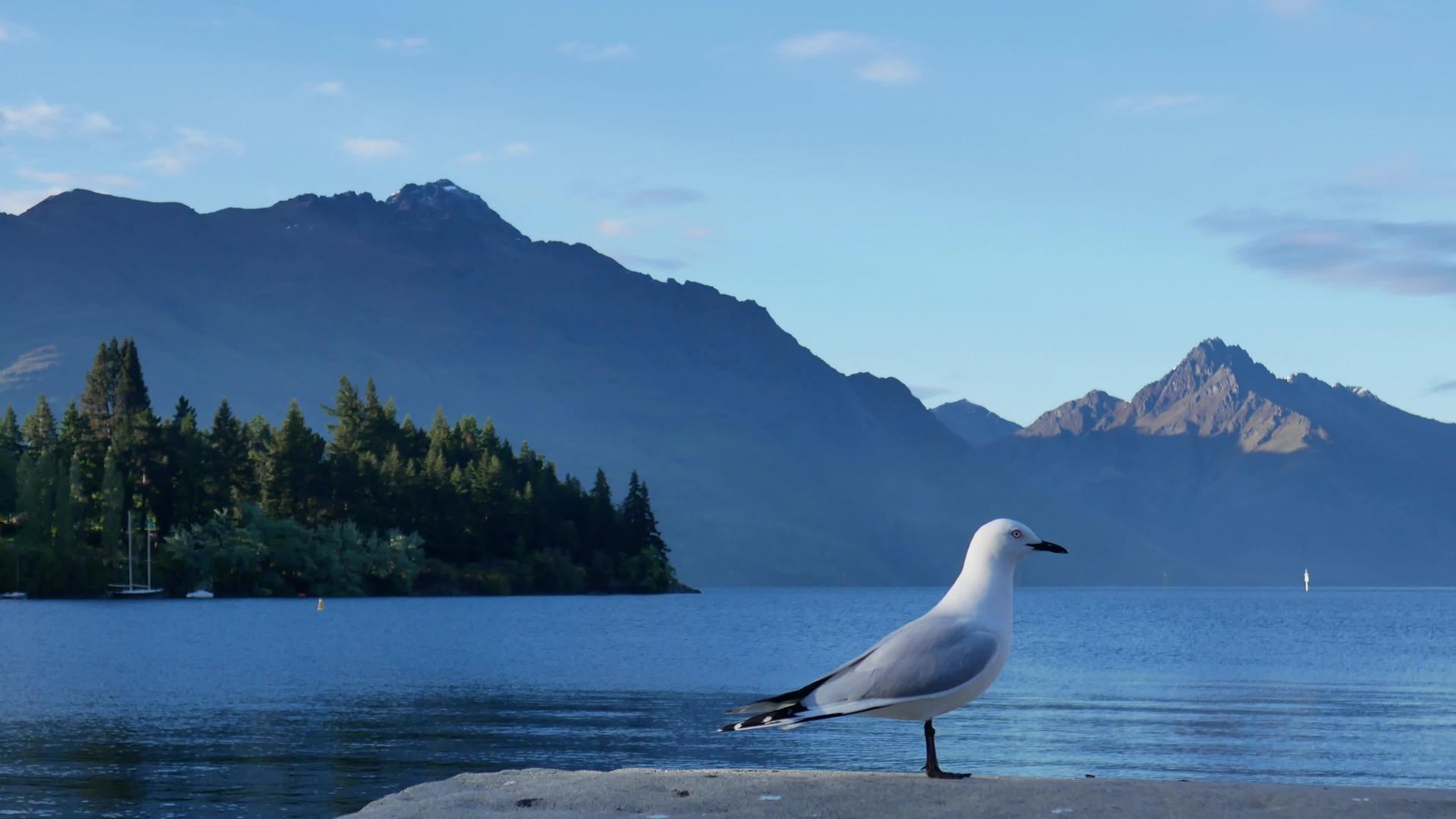 南岛皇后镇Wakatipu海鸥站湖银行视频的预览图