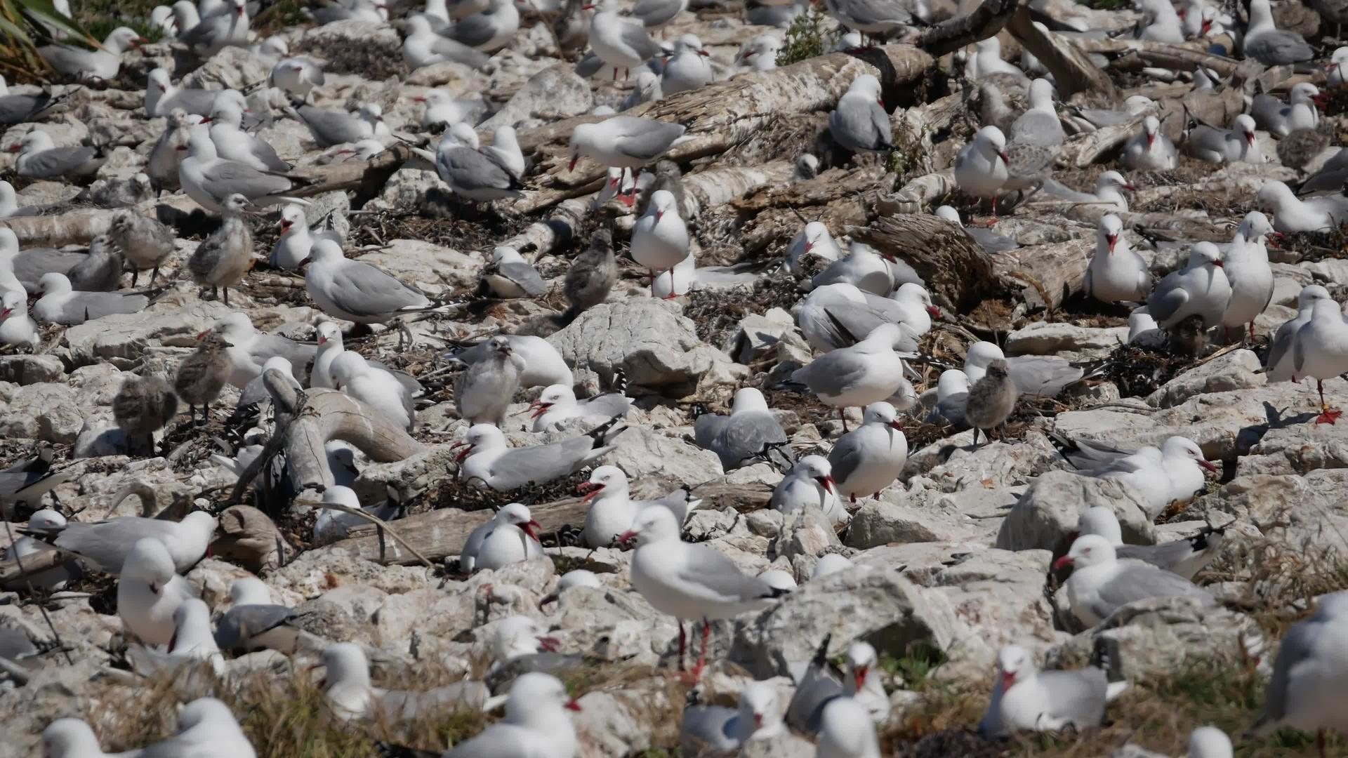 海鸥上校及其在南岛Kaikoura婴儿栖息地的海滩视频的预览图