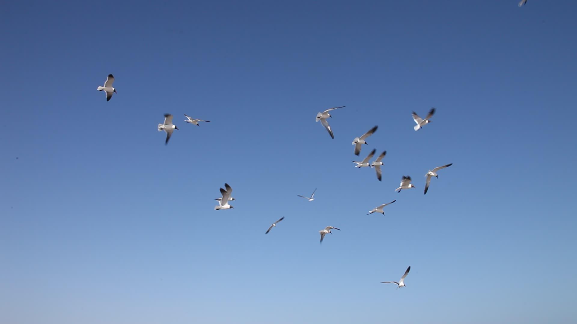 海鸥在天空中飞翔视频的预览图