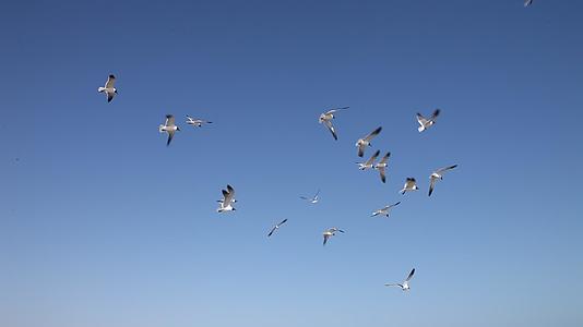 海鸥在天空中飞翔视频的预览图