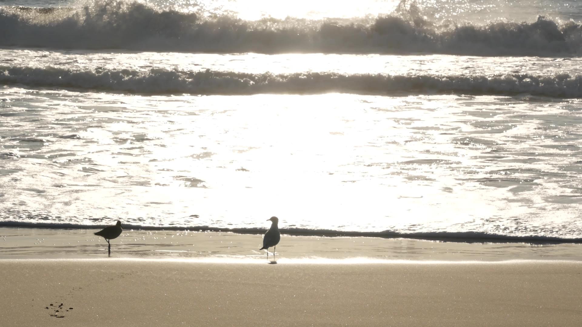 加州夏季海滩美学海鸥和太平洋水波梦幻般宁静视频的预览图