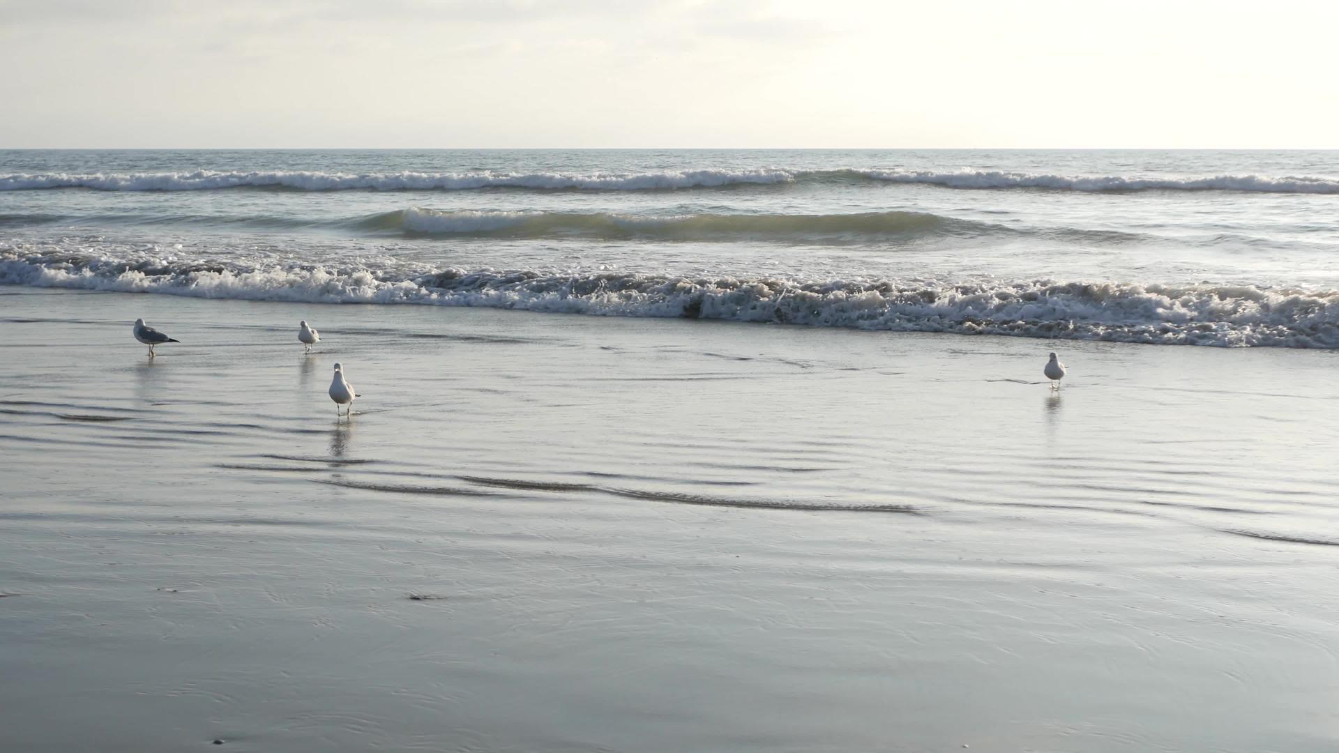 加州夏季海滩美学海鸥和太平洋水波梦幻般宁静视频的预览图