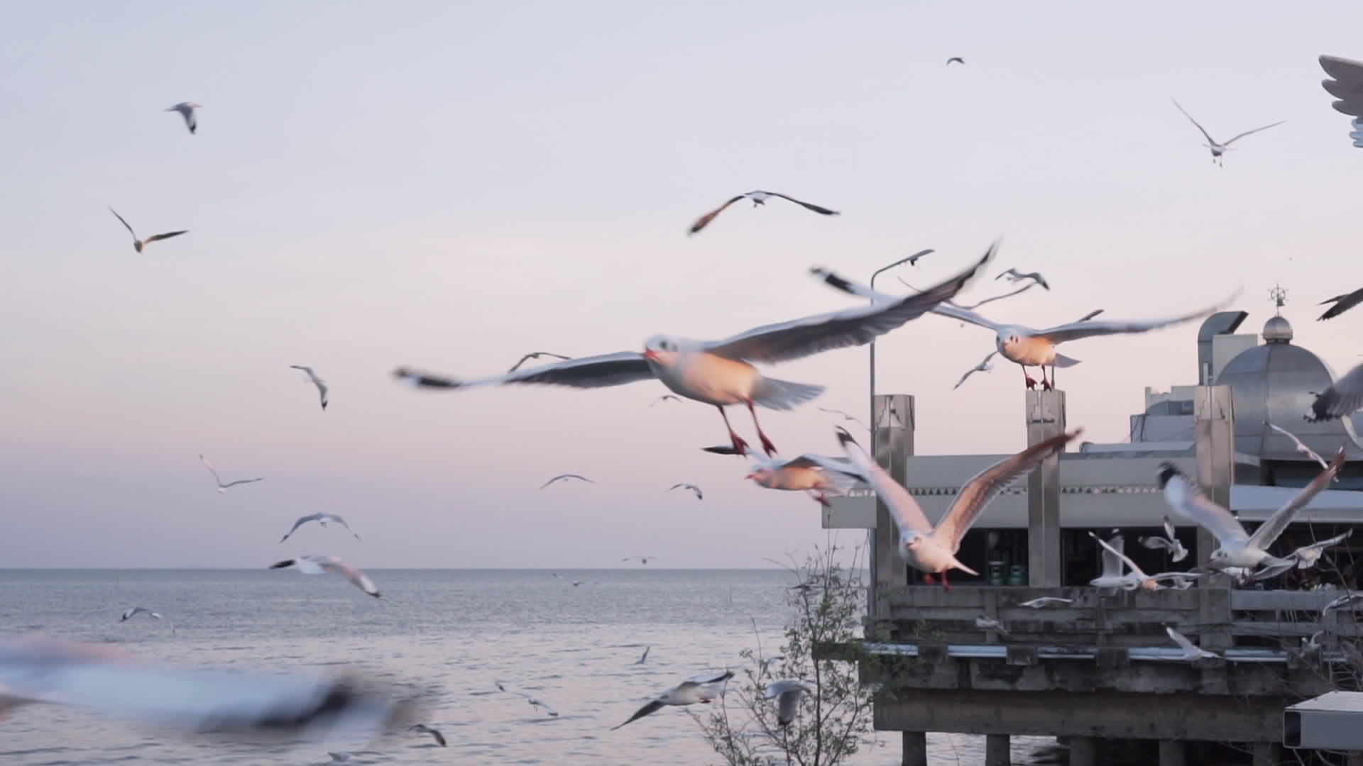 海鸥在港口飞行试图寻找食物慢动作自然感觉慢慢运动视频的预览图