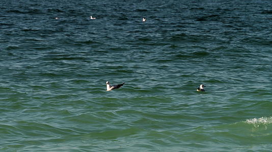 海鸥漂浮在海浪上视频的预览图