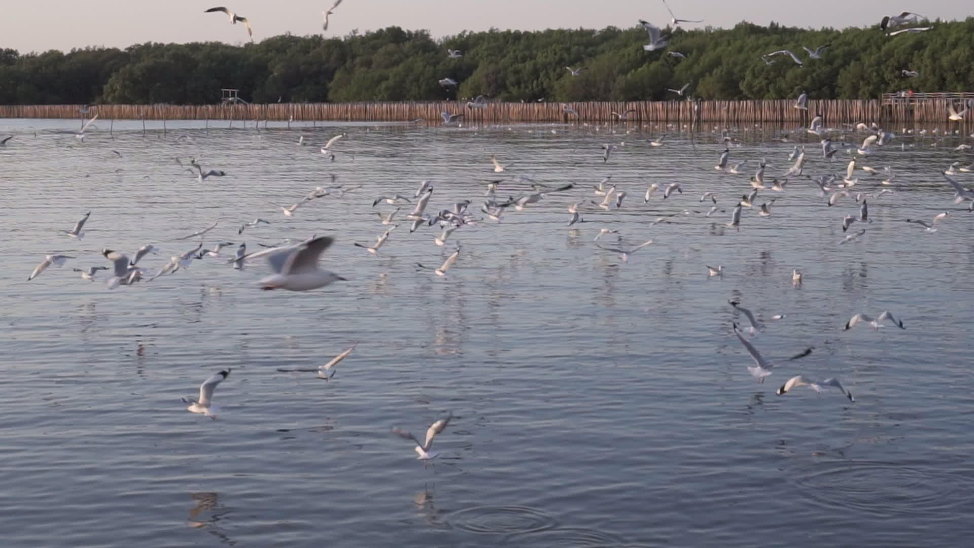 海鸥在港口周围飞来飞去试图寻找慢动作的食物...视频的预览图