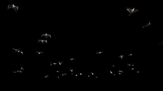 阿尔法海鸥飞行视频的预览图