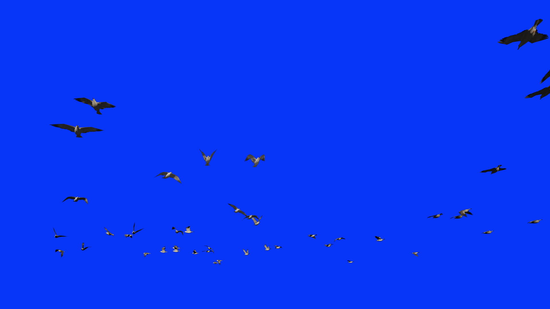 海鸥在缓慢的运动中飞行视频的预览图