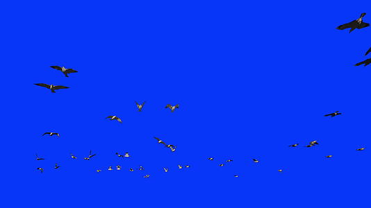 海鸥在缓慢的运动中飞行视频的预览图
