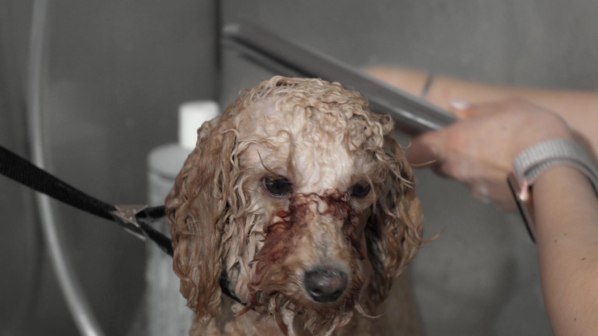 一只可爱的小狗由专业的狗护士洗手视频的预览图