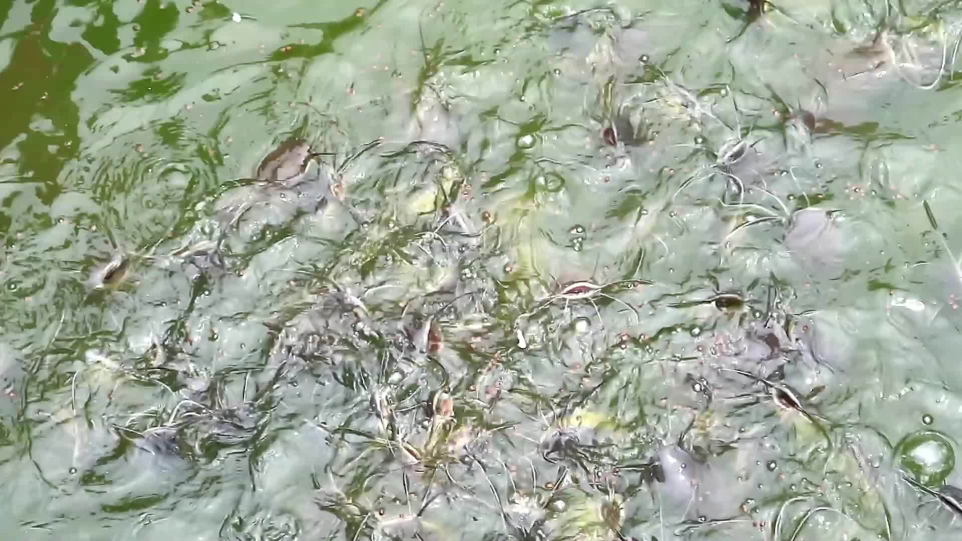 数百条鱼和其他鱼在湖里争吵和吃食物视频的预览图