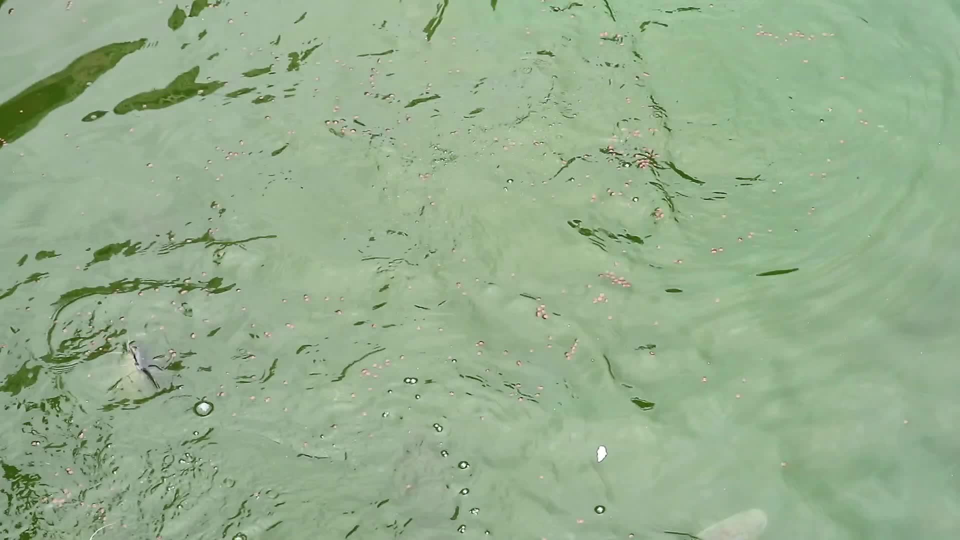 数百条鱼和其他鱼在沼泽里争吵和吃食物视频的预览图