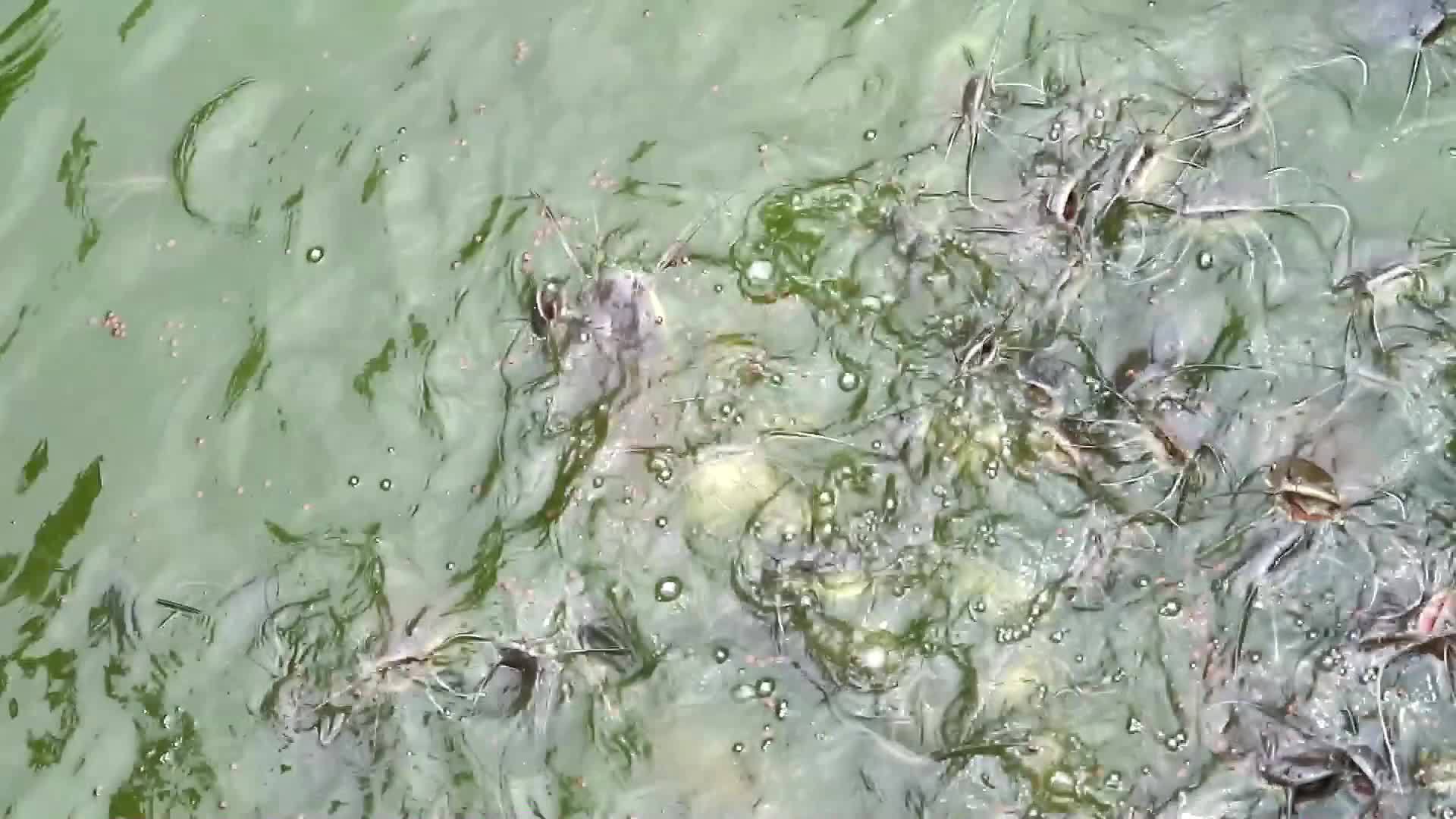 数百条鱼和其他鱼在沼泽里争吵着吃食物视频的预览图