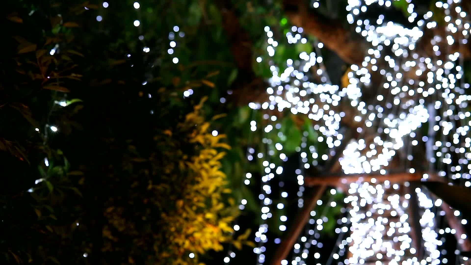 夜晚花园里树上的闪光灯模糊不清视频的预览图