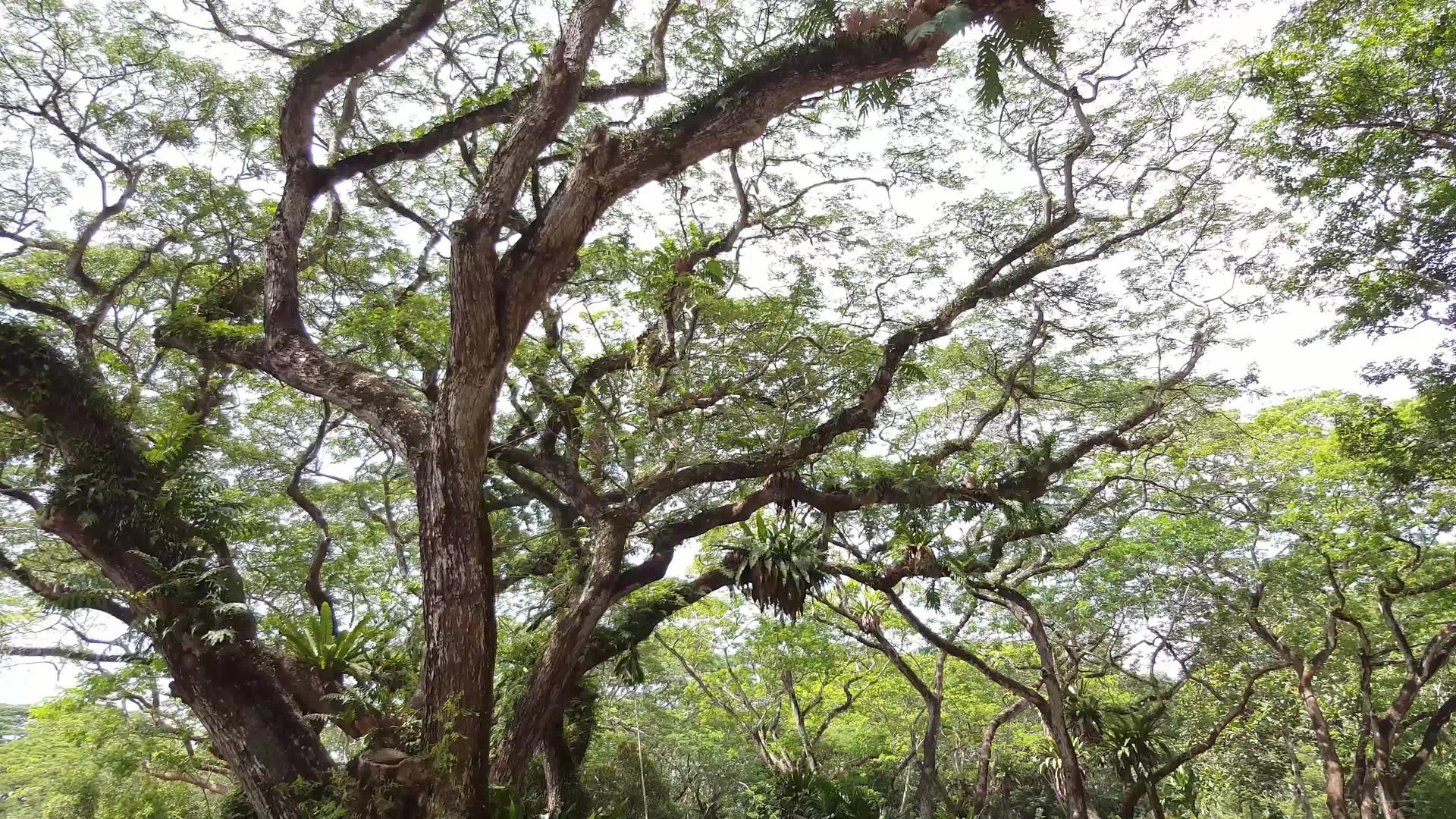 Malaysia热带森林视频的预览图