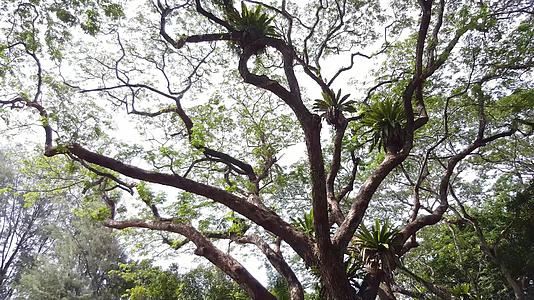 热带雨林是许多植物的栖息地视频的预览图