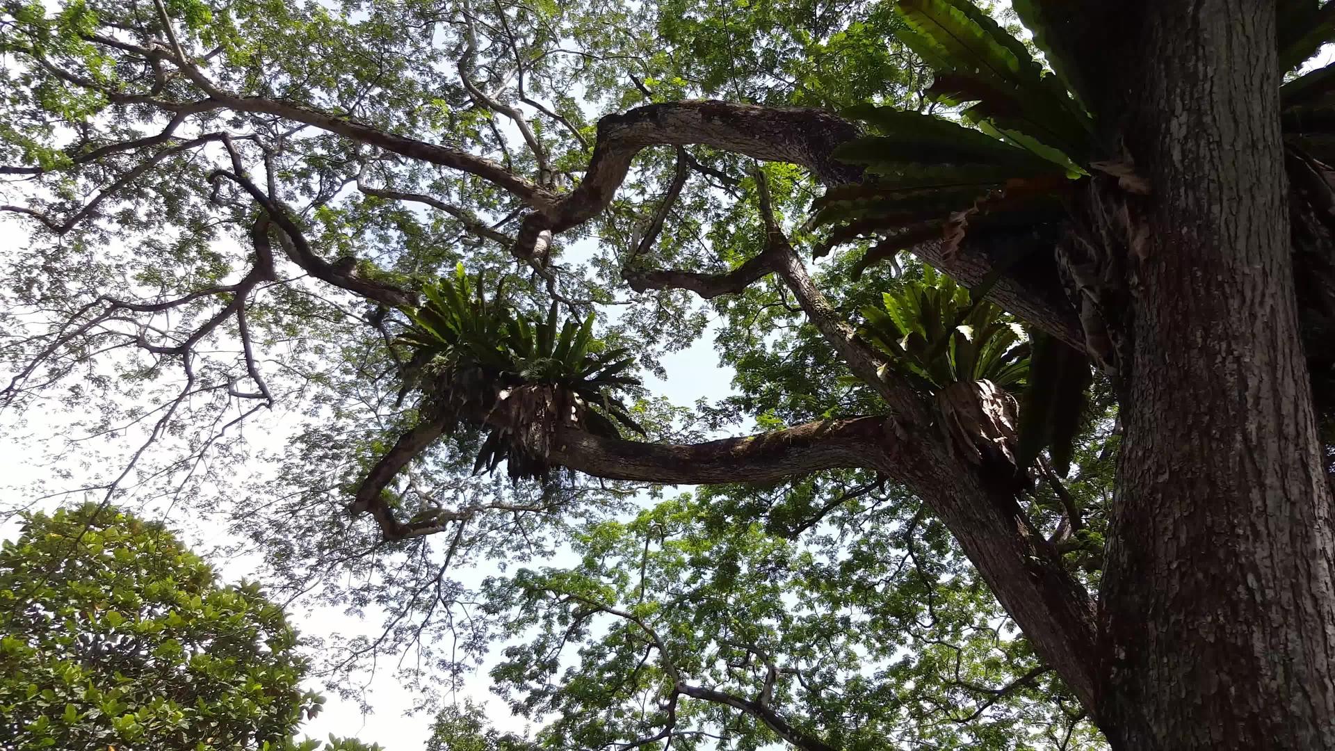 密集的热带雨林植物视频的预览图