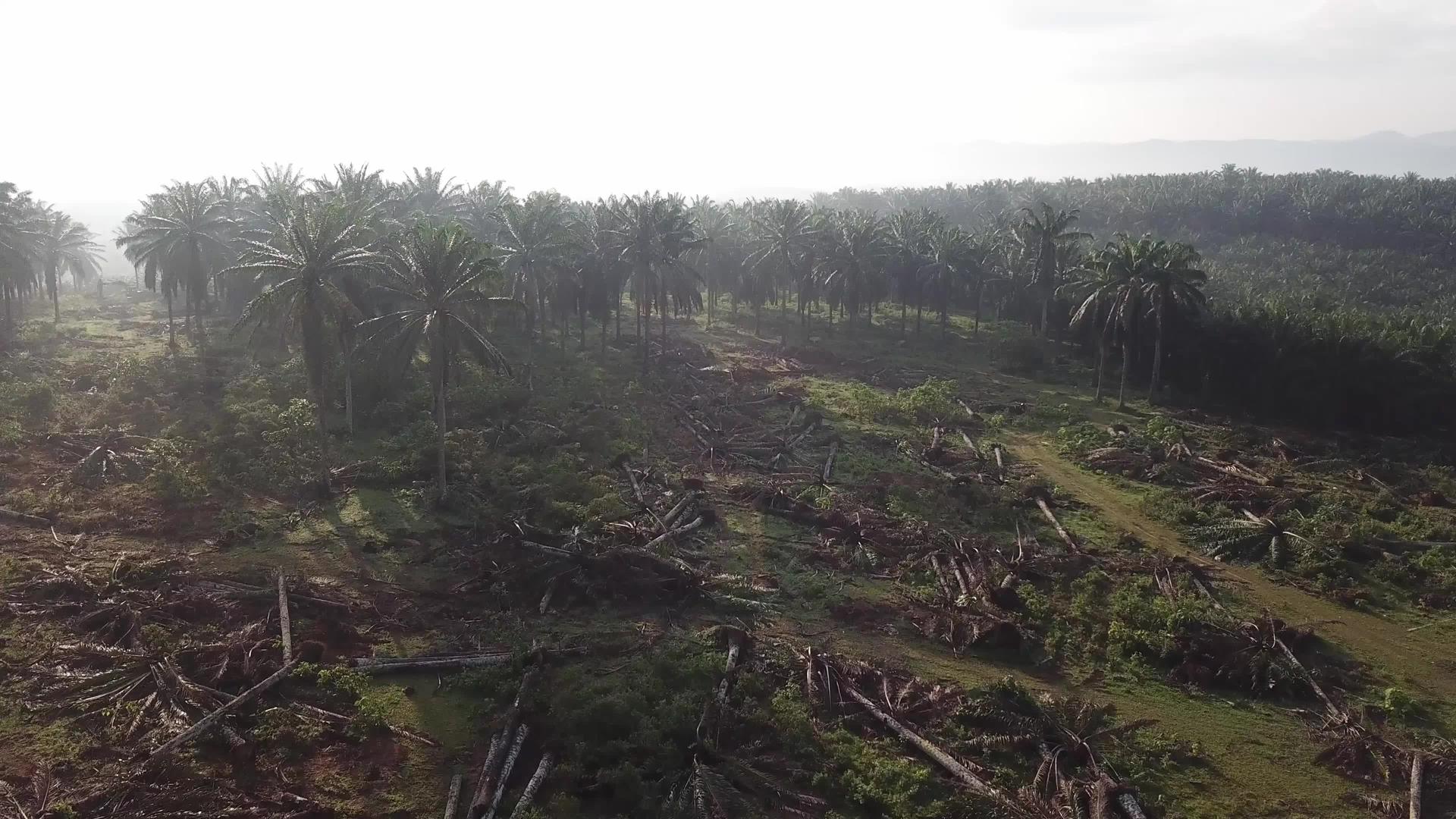 清理棕榈油种植地以便在马来西亚重新植树视频的预览图