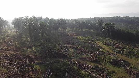 清理棕榈油种植地以便在马来西亚重新植树视频的预览图