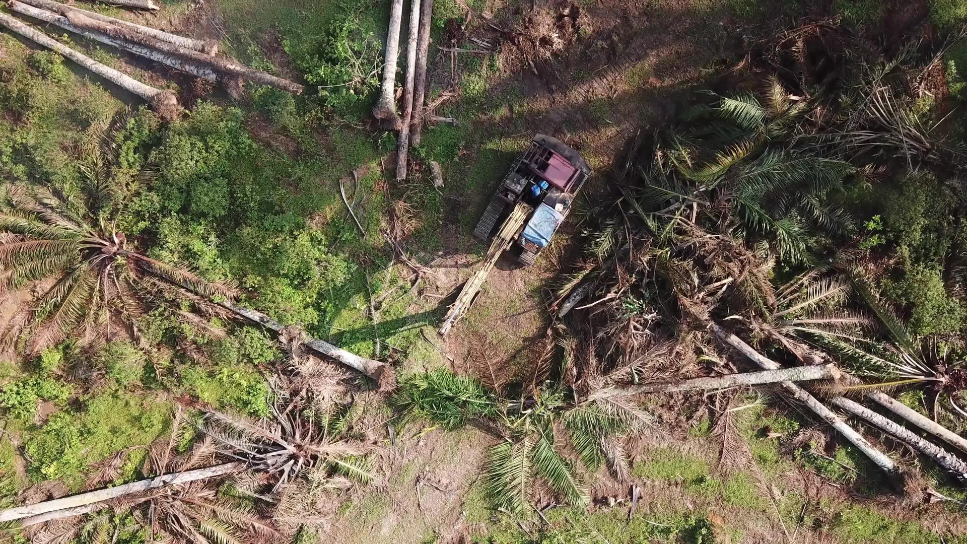 Malaysia用挖掘机清理油棕榈地视频的预览图