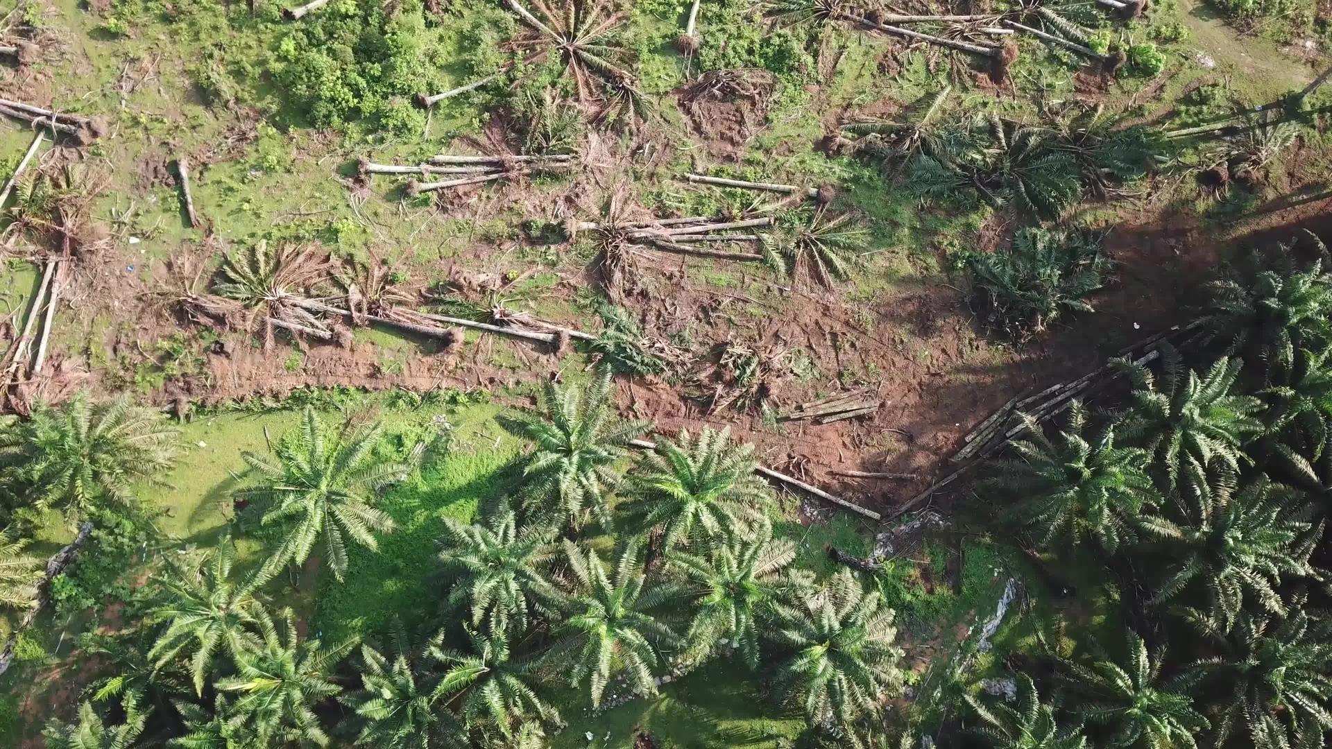 清除油棕榈种植园的土地而不是在马来西亚燃烧视频的预览图