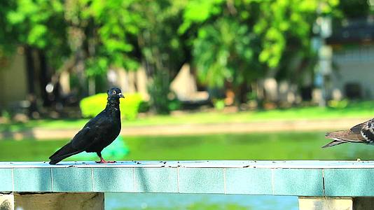 站在公园长椅和湖底喷泉池上的鸽子清洁羽毛视频的预览图