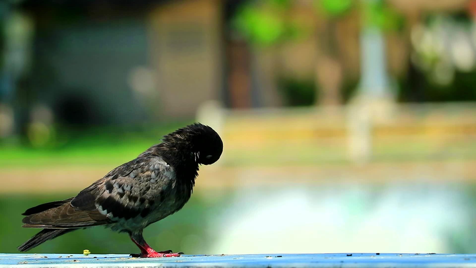 站在公园的长和湖底模糊的喷泉旁边的鸽子清洁羽毛视频的预览图