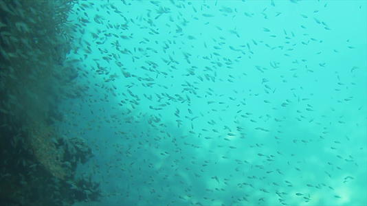 一组鱼在深海中形成的水下弹射视频的预览图