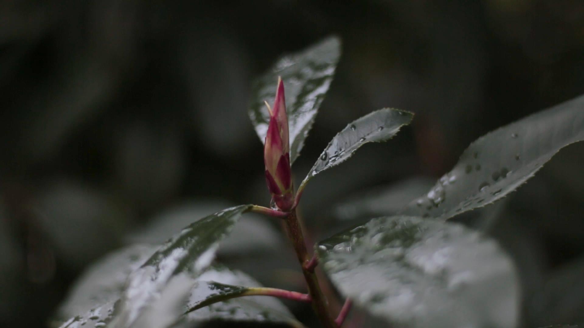 绿色树叶淋雨视频素材视频的预览图