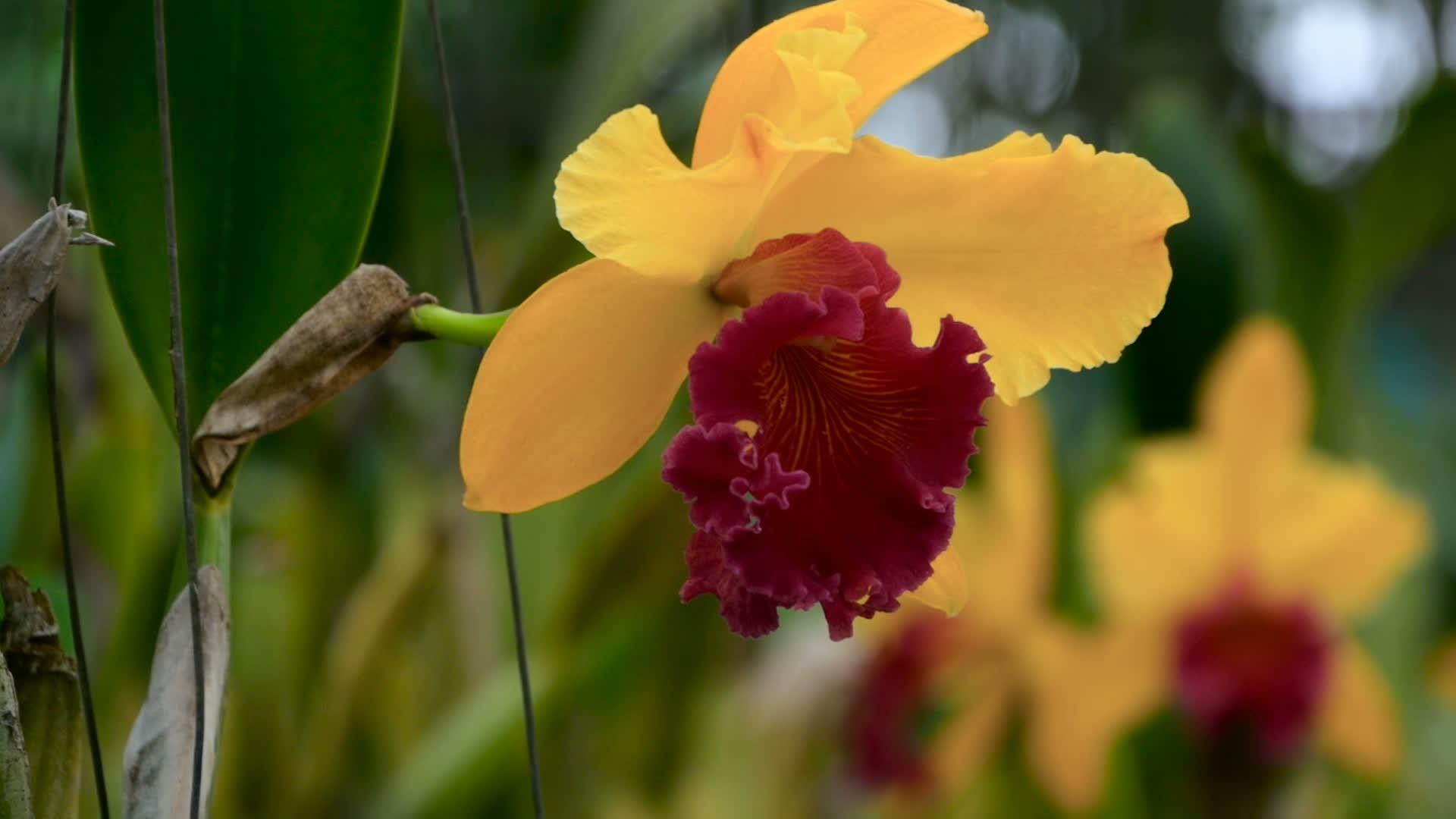 花园里有一朵美丽的黄色兰花视频的预览图