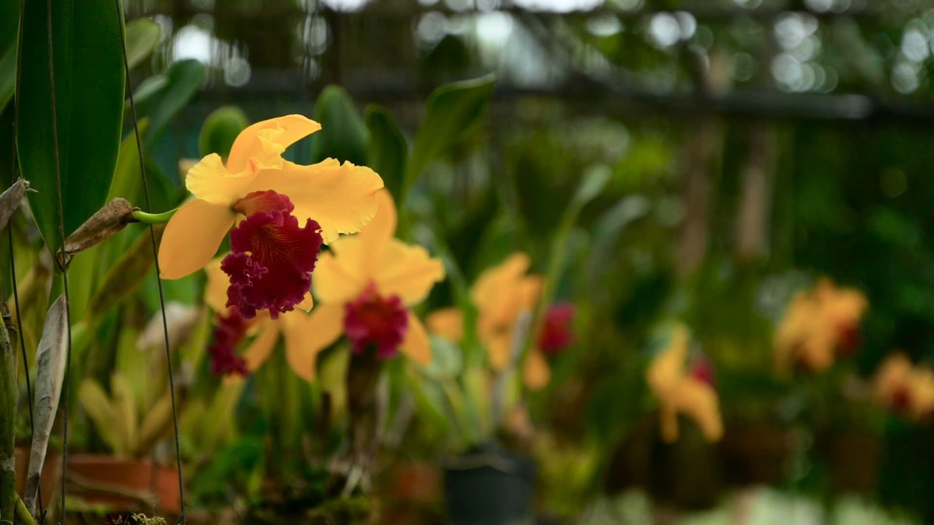 花园里有一朵美丽的黄色兰花视频的预览图