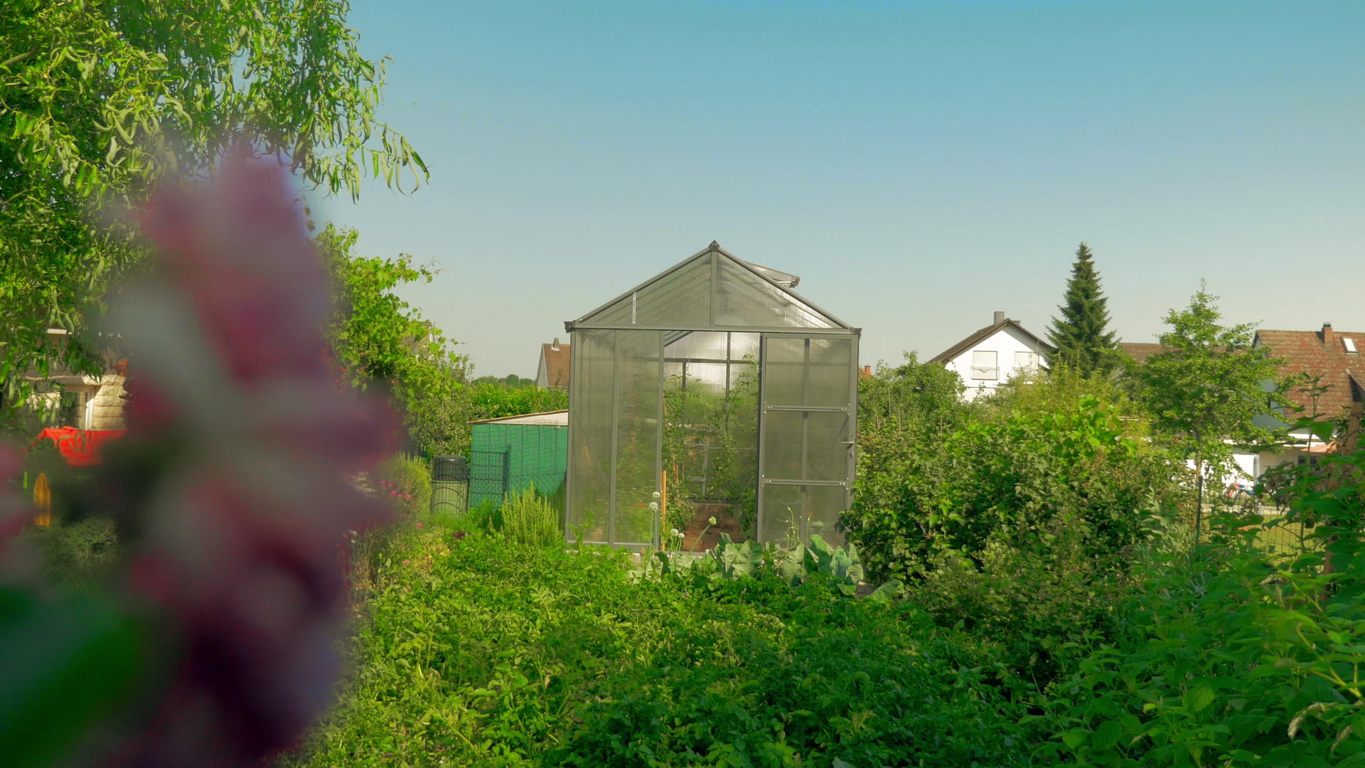 郊区后院花园和番茄热室视频的预览图