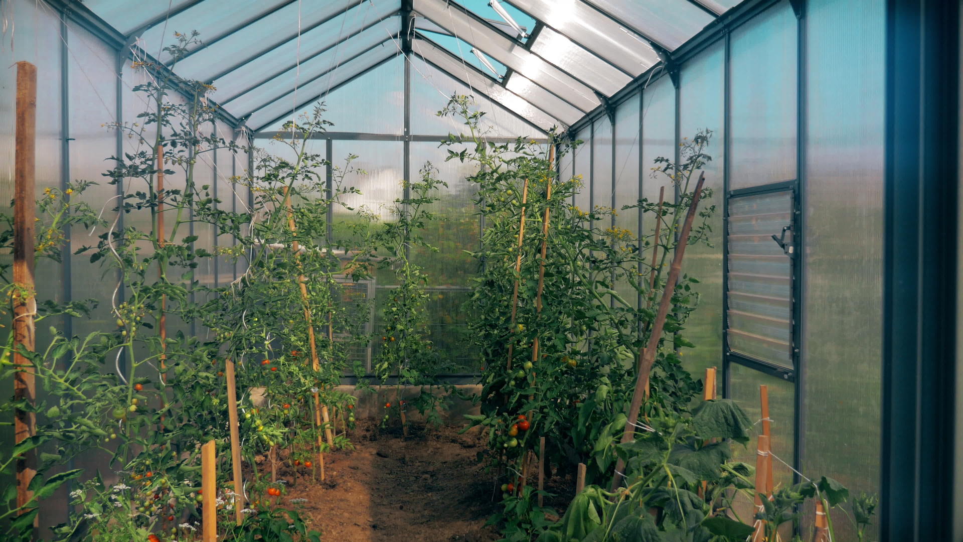 番茄温室内部视频的预览图