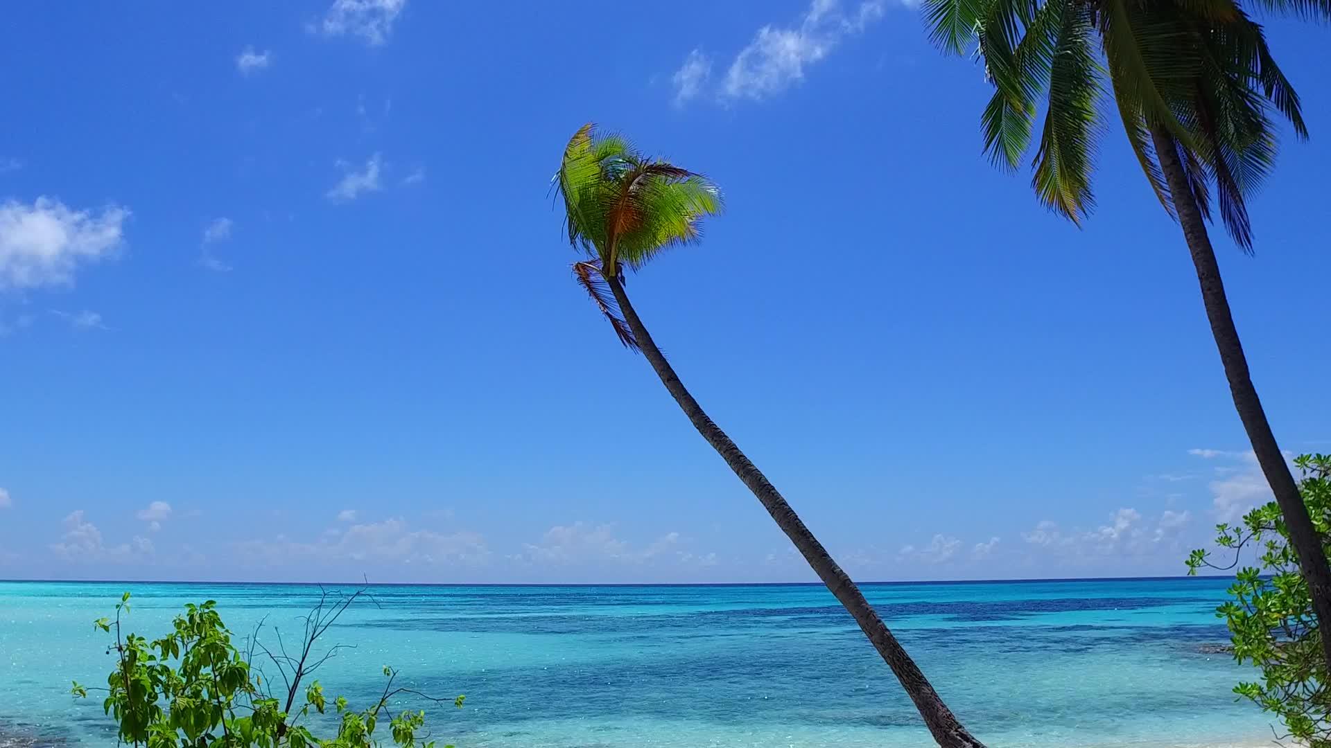 在蓝色海洋和棕榈树附近的浅沙背景下放松明亮的蓝色海洋视频的预览图