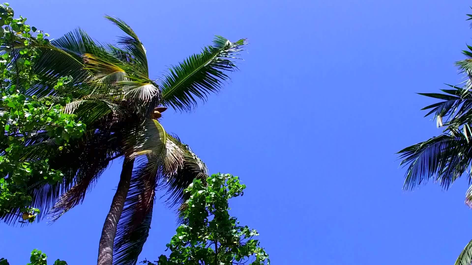 蓝水打破了海岸海滩珊瑚礁附近的白色沙底背景视频的预览图