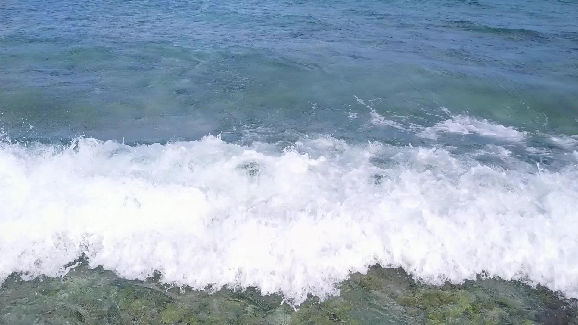豪华旅游海滩野生生物在日落前的蓝海中游泳视频的预览图