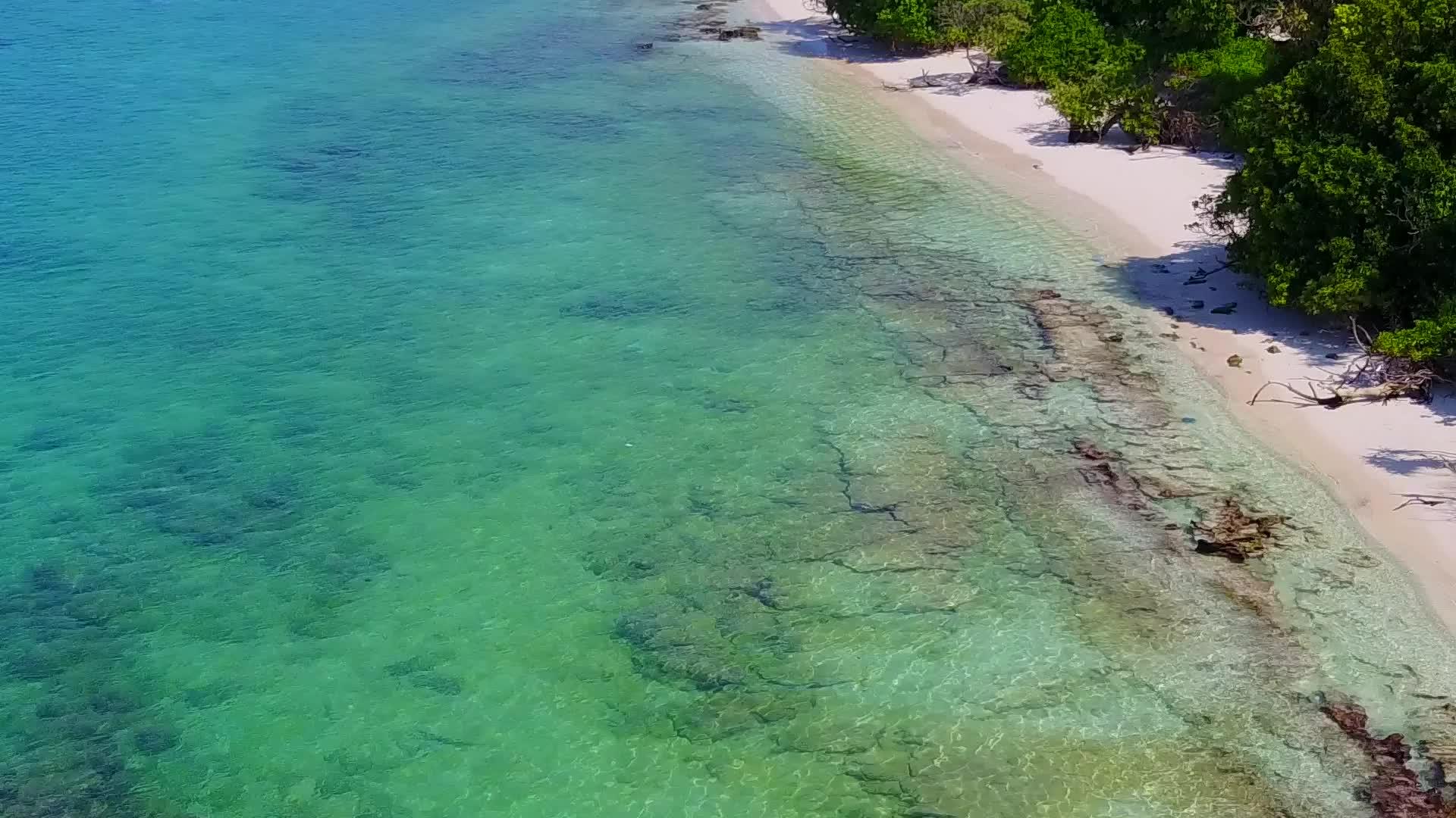 蓝水和蓝水拍摄美丽的海湾海滩野生动物视频的预览图