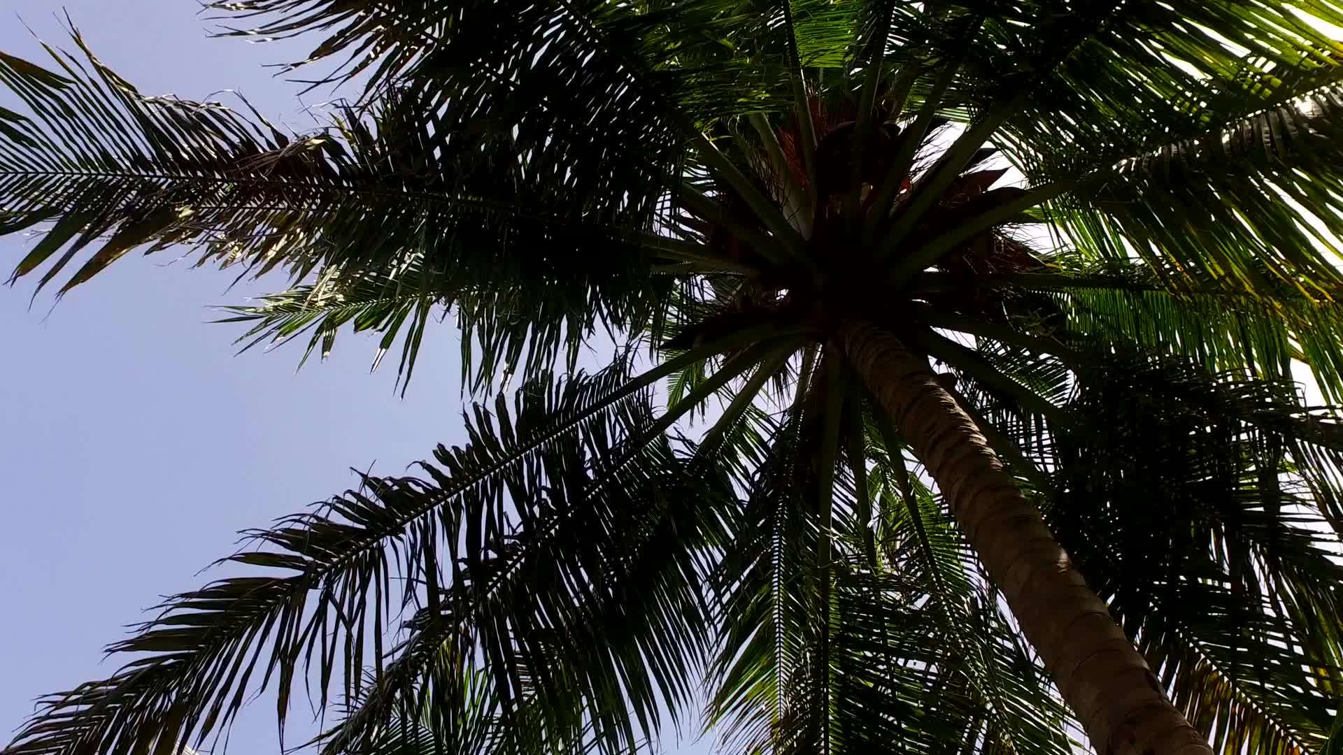 海洋海岸通过蓝绿色的海洋和棕榈树附近的白沙背景打破了海滩的温暖视频的预览图