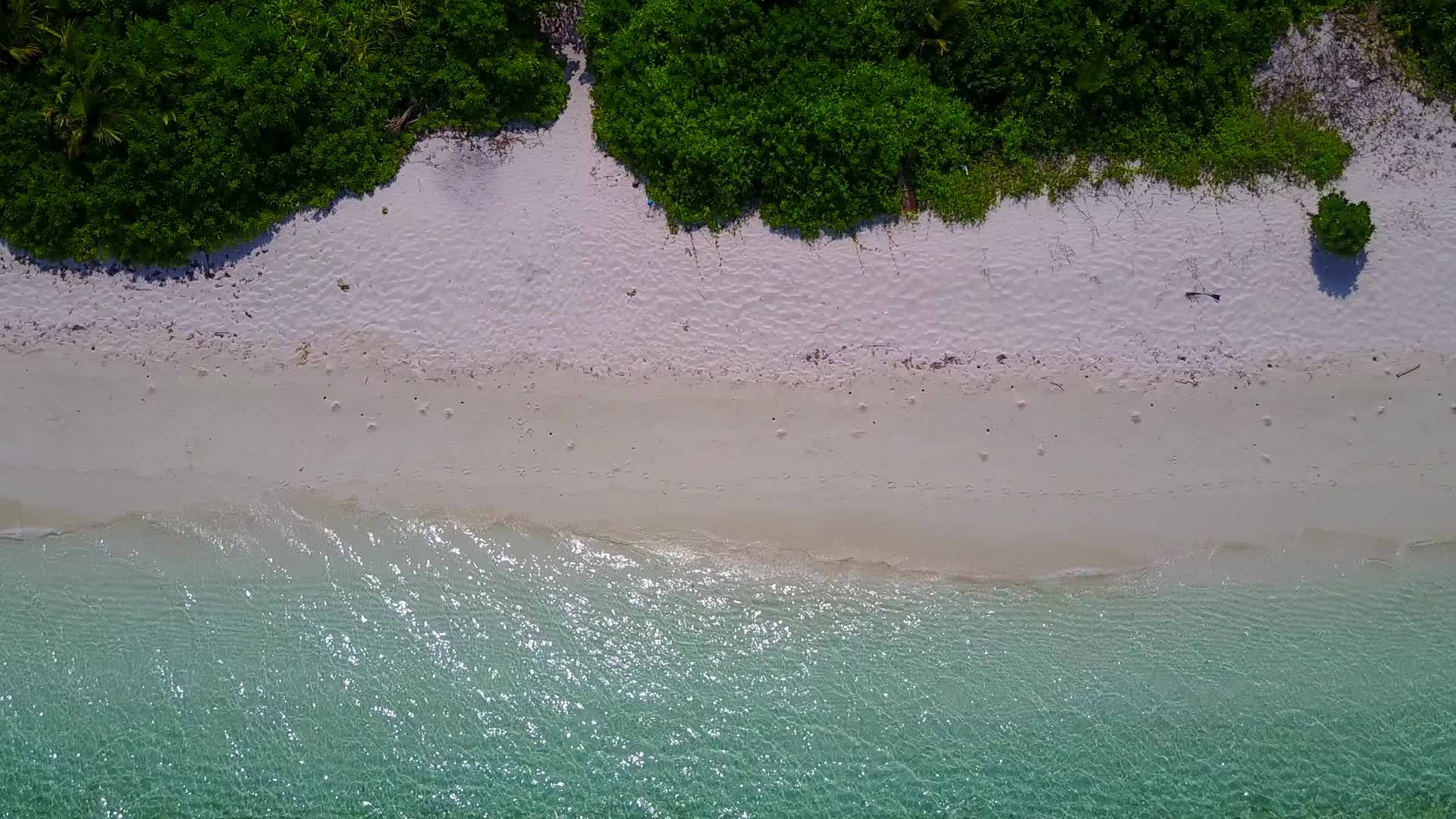 海洋海岸线野生生物是在松绿水和棕榈树附近的白沙背景下绘制的视频的预览图