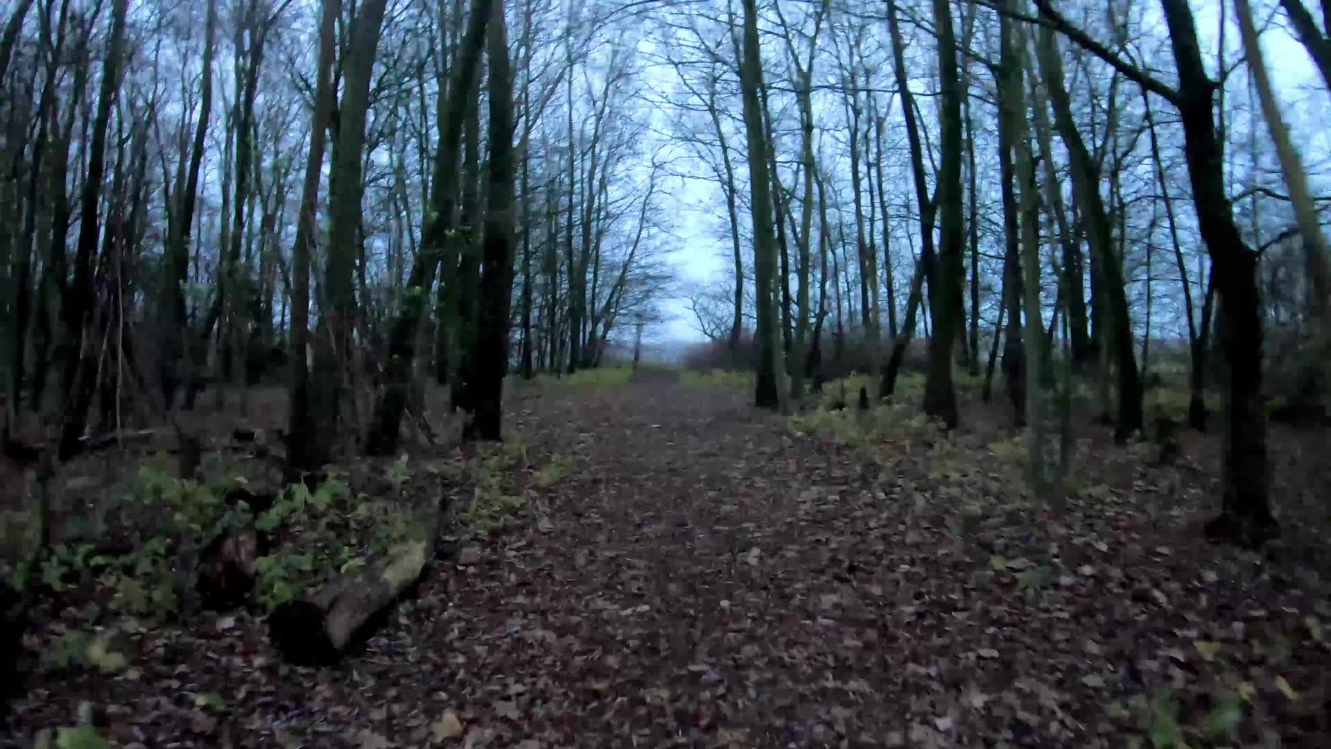 美丽的森林步行视频的预览图