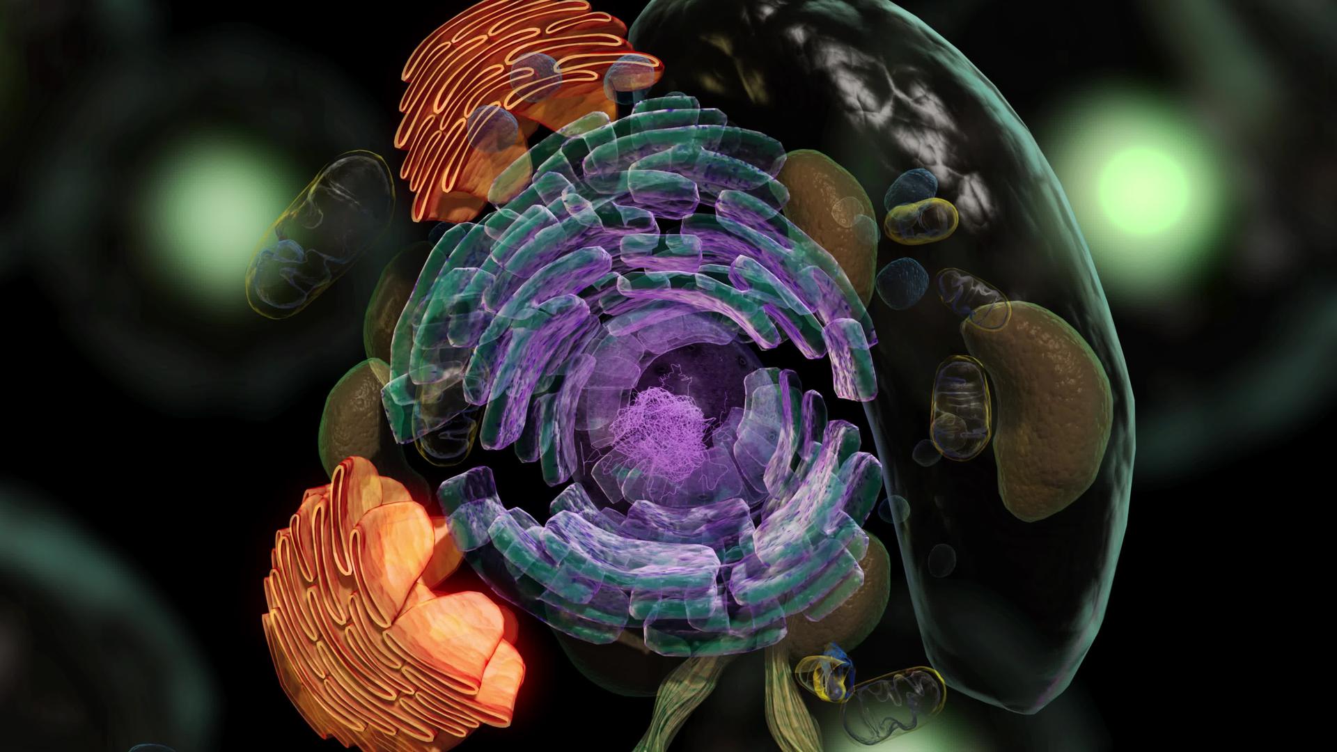 典型动物细胞结构的结构由核核素组成视频的预览图