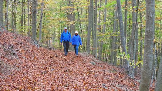 秋天在Beech一对旅游夫妇在森林里散步视频的预览图