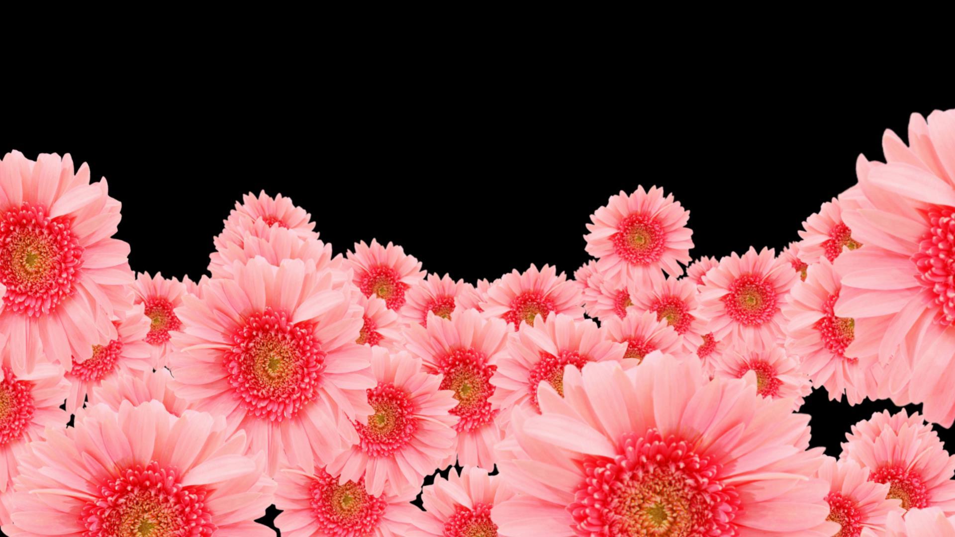 穿梭艳丽花朵花背景视频的预览图