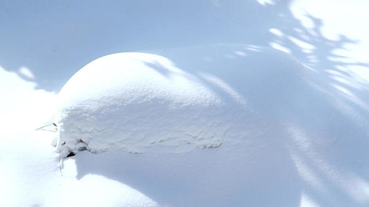 冬季冰雪松树树挂视频的预览图