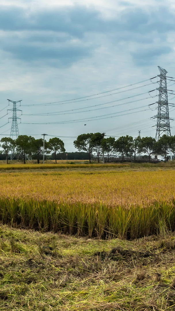 秋季水稻收割延迟摄影视频的预览图
