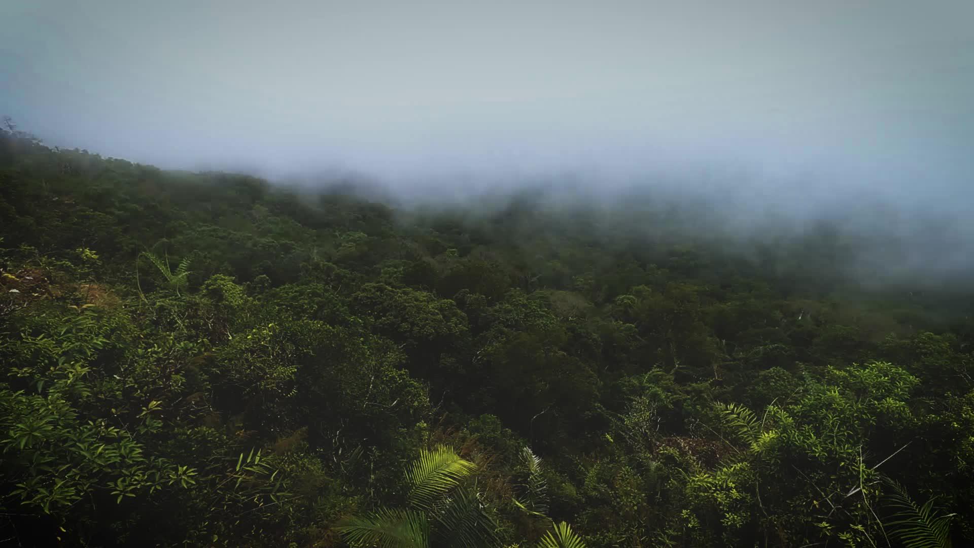森林周围的时间深雾视频的预览图