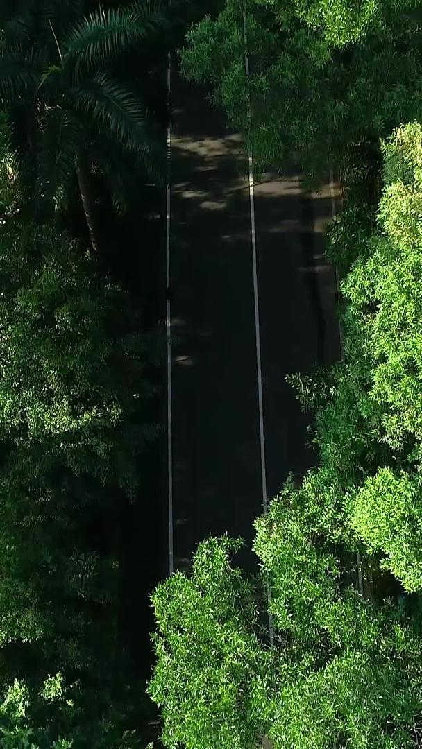 道路绿化视频的预览图