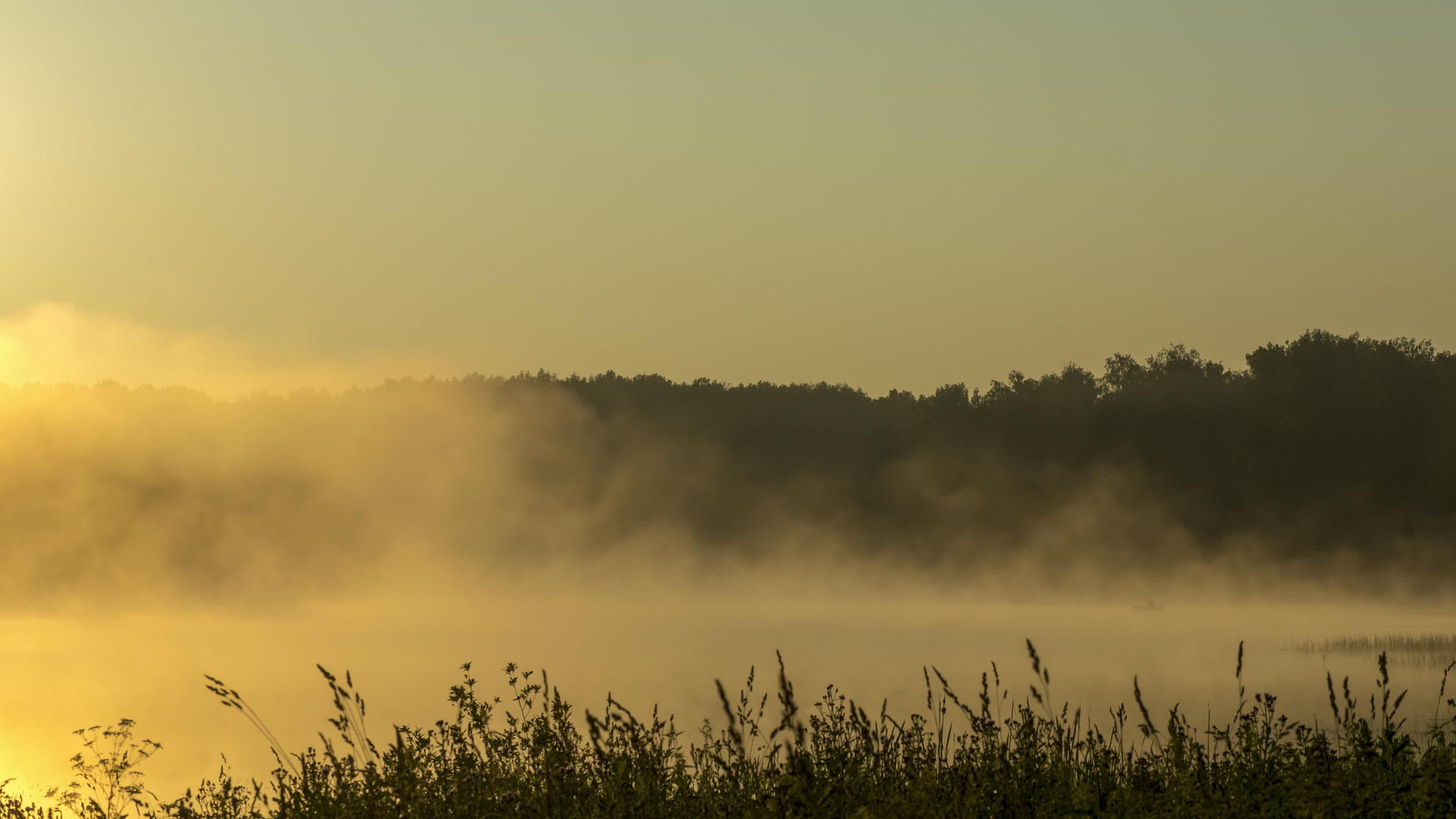 清晨的森林湖雾视频的预览图