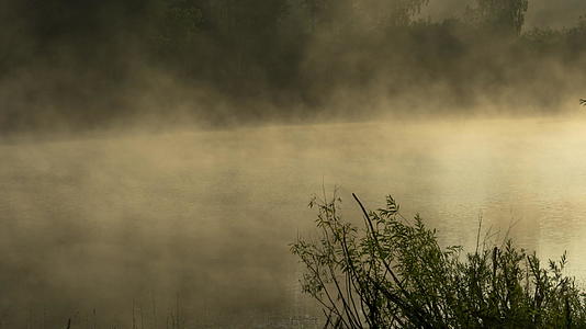 清晨的森林湖雾视频的预览图