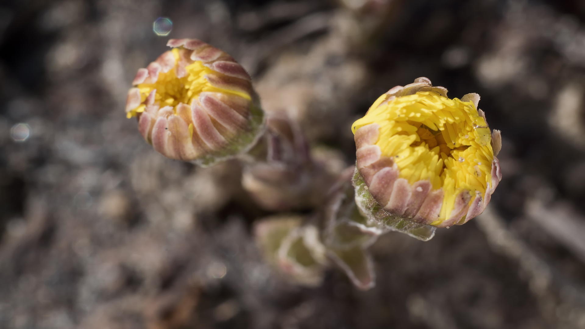 花叶正在开花视频的预览图